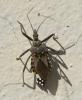 Rhynocoris erythropus